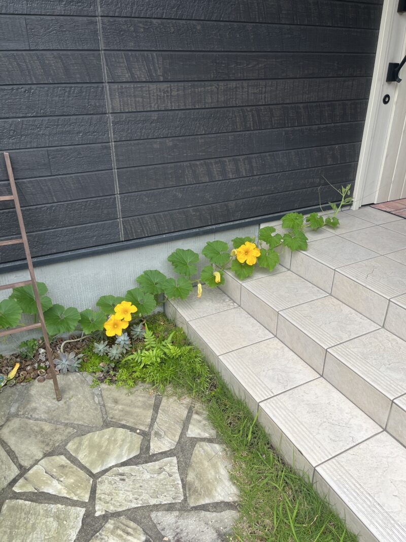 超カルスで土壌改良したらカボチャの種が育った