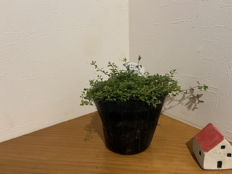 タイム・ロンギカウリス