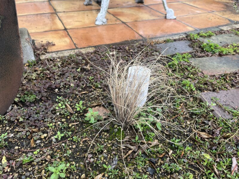 グラス・メリニス サバンナ