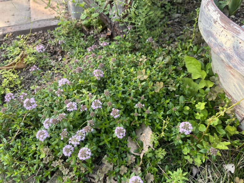 グリーピングタイム　グランドカバー