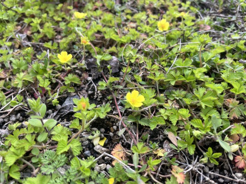 ヘビイチゴ　グランドカバー